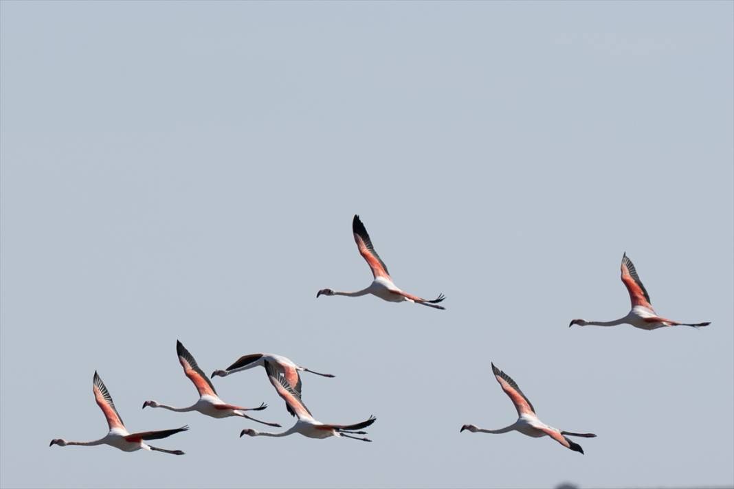 Konya’nın flamingo cenneti! 180 türe ev sahipliği yapıyor, görsel şölen sunuyor 25